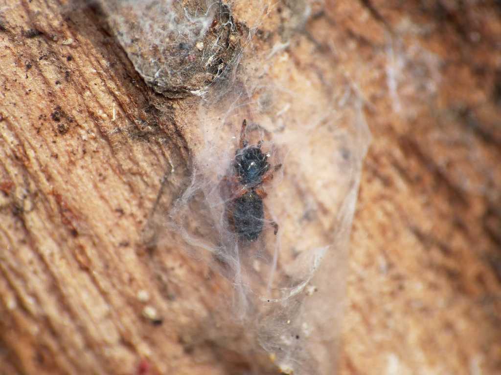 Piccolo Gnaphosidae colorato: cfr Poecilochroa  - Ostia (RM)